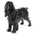 Cocker Spaniel Lucky Star of Ware HN1020