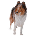 Collie 'Ashstead Applause' Medium
