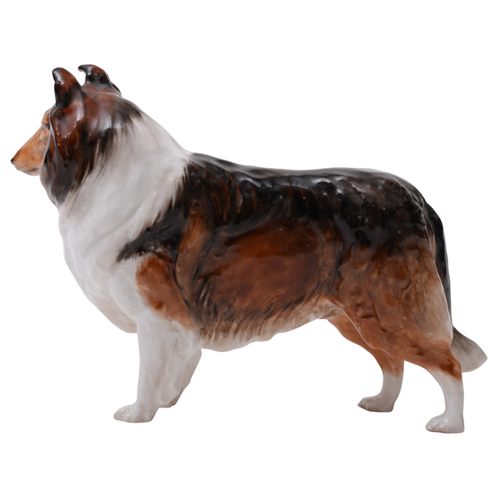Collie 'Ashstead Applause' Medium
