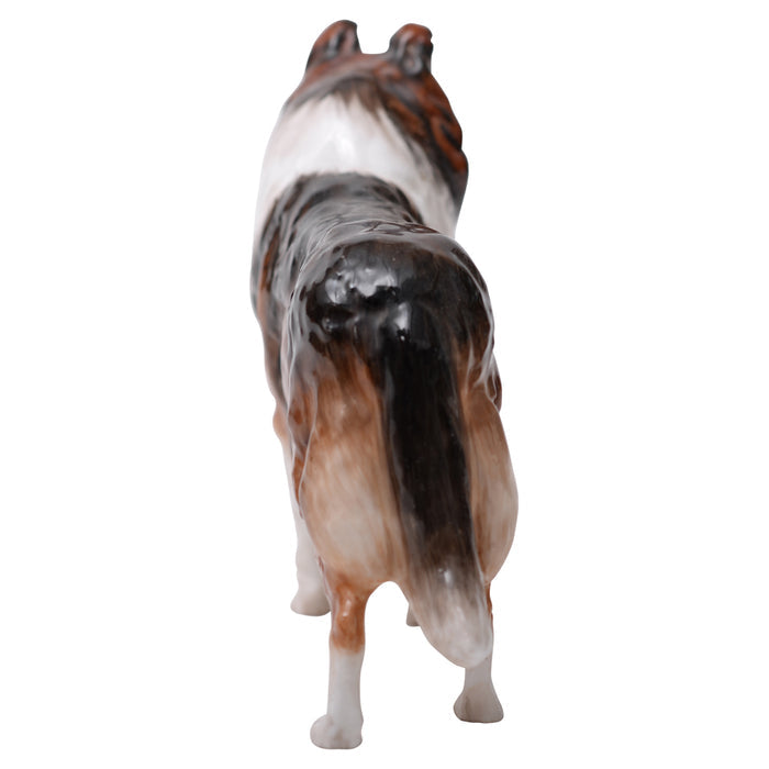 Collie 'Ashstead Applause' Medium