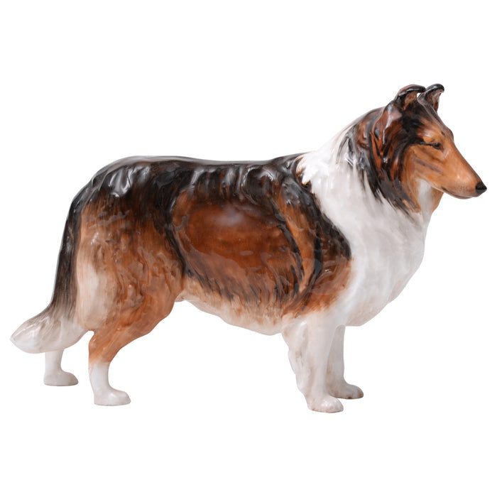 Collie 'Ashstead Applause' Medium