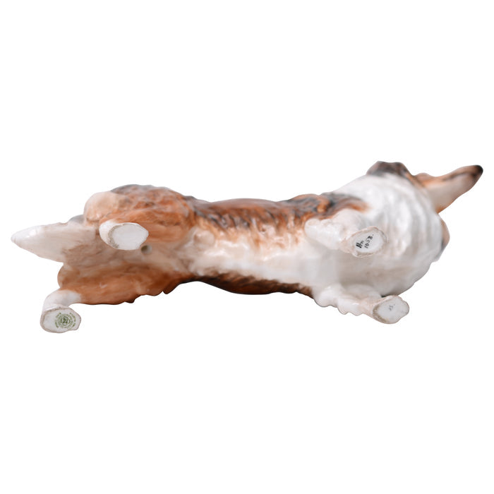 Collie 'Ashstead Applause' Medium